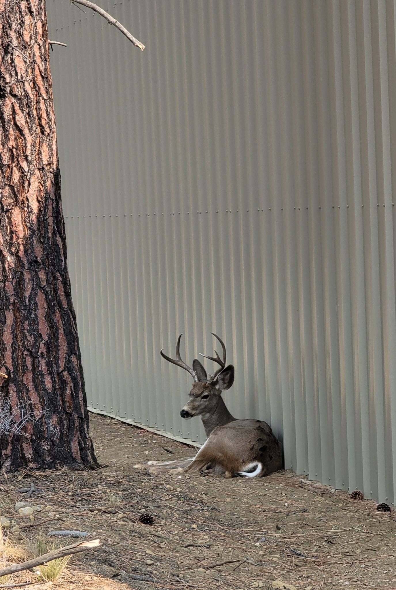 A deer sitting at Sisters Self Storage